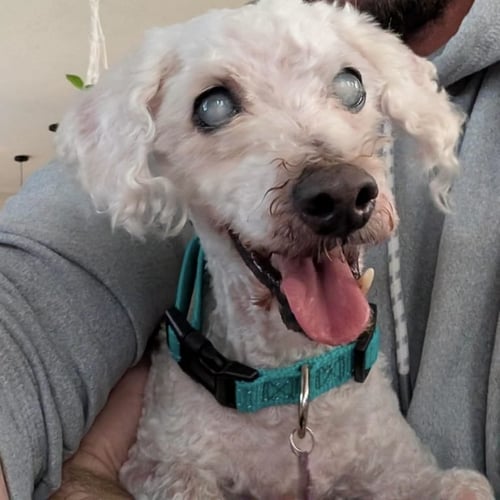 MARLIN - Poodle (Miniature) available for adoption