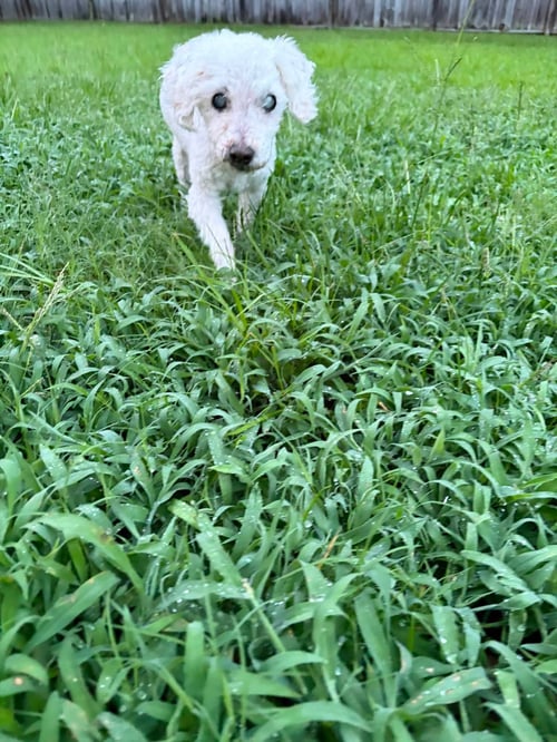 MARLIN - Poodle (Miniature) available for adoption