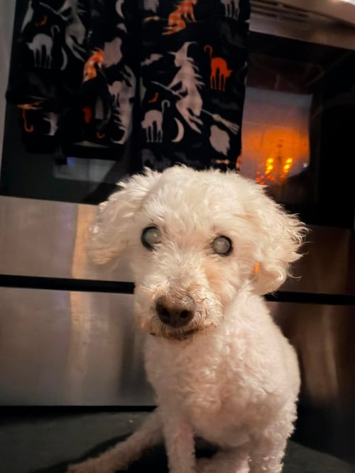 MARLIN - Poodle (Miniature) available for adoption