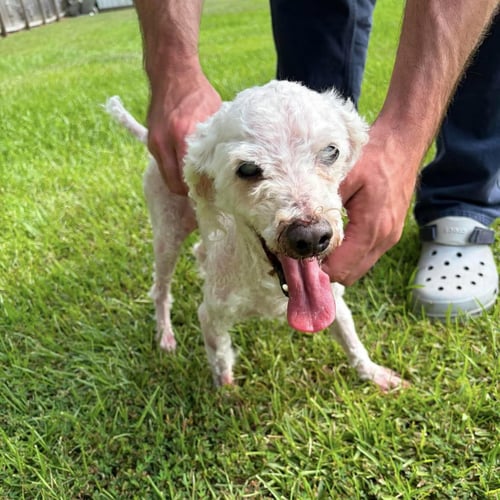 MARLIN - Poodle (Miniature) available for adoption