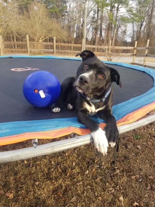 RAVEN - Retriever / Terrier available for adoption