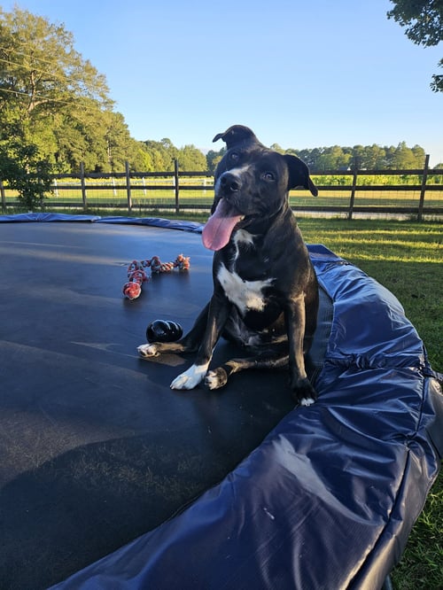 RAVEN - Retriever / Terrier available for adoption
