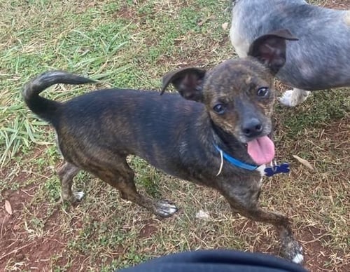 KONG - Chihuahua / Dachshund available for adoption