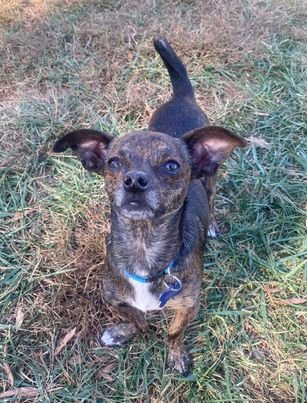 KONG - Chihuahua / Dachshund available for adoption