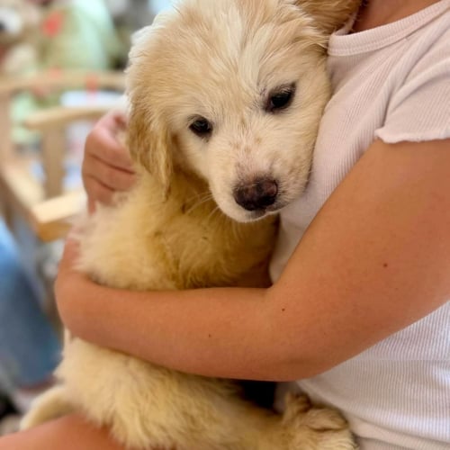 HONEY BEAR - Great Pyrenees / Golden Retriever available for adoption