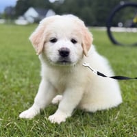 Honey Bear - Photo 3