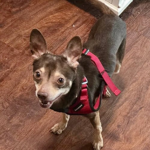 CIVIC - Miniature Pinscher available for adoption