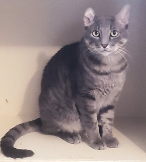 LUCAS FERNANDEZ - Domestic Short Hair / Tabby available for adoption
