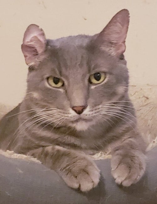 LUCAS FERNANDEZ - Domestic Short Hair / Tabby available for adoption