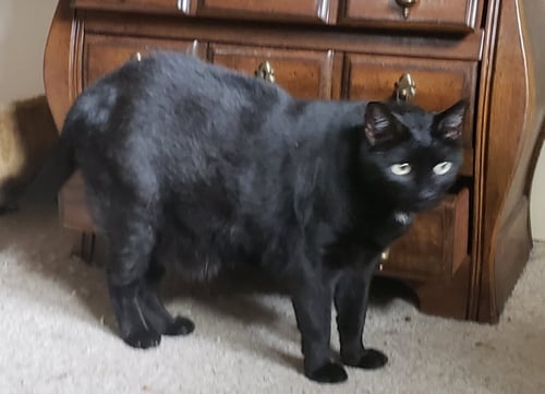 JULIAN - Bombay / Domestic Short Hair available for adoption