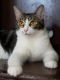 Sharleen #stunning-whiskers - Photo 13