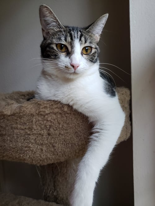 SHARLEEN #STUNNING-WHISKERS - Domestic Short Hair available for adoption