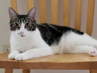 Sharleen #stunning-whiskers - Photo 10