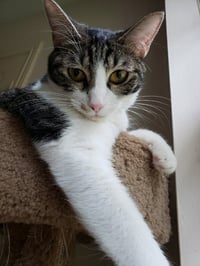 Sharleen #stunning-whiskers - Photo 3