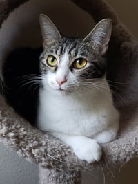 Sharleen #stunning-whiskers - Photo 2