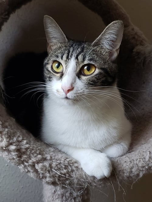 SHARLEEN #STUNNING-WHISKERS - Domestic Short Hair available for adoption
