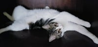Sharleen #stunning-whiskers - Photo 5