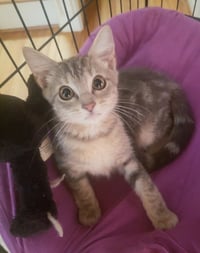 Penny - Photo 1