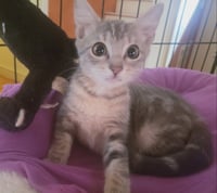 Penny - Photo 2