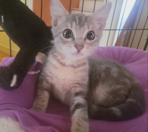 PENNY - American Shorthair / Domestic Short Hair available for adoption