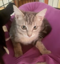 Penny - Photo 3