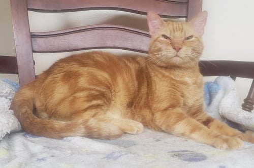 LUCKY - Domestic Short Hair available for adoption