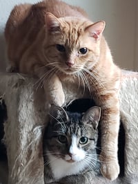 Lucky - Photo 1