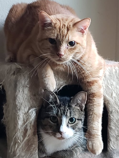 LUCKY - Domestic Short Hair available for adoption
