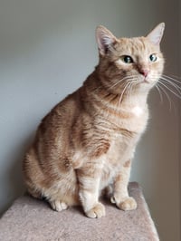 Lucky - Photo 4