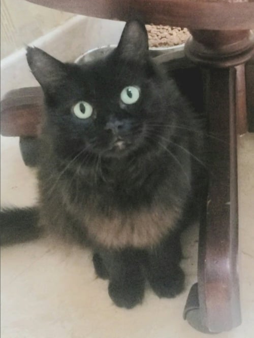 HEIDY #DIAMOND-IN-THE-ROUGH - Domestic Medium Hair / Maine Coon available for adoption