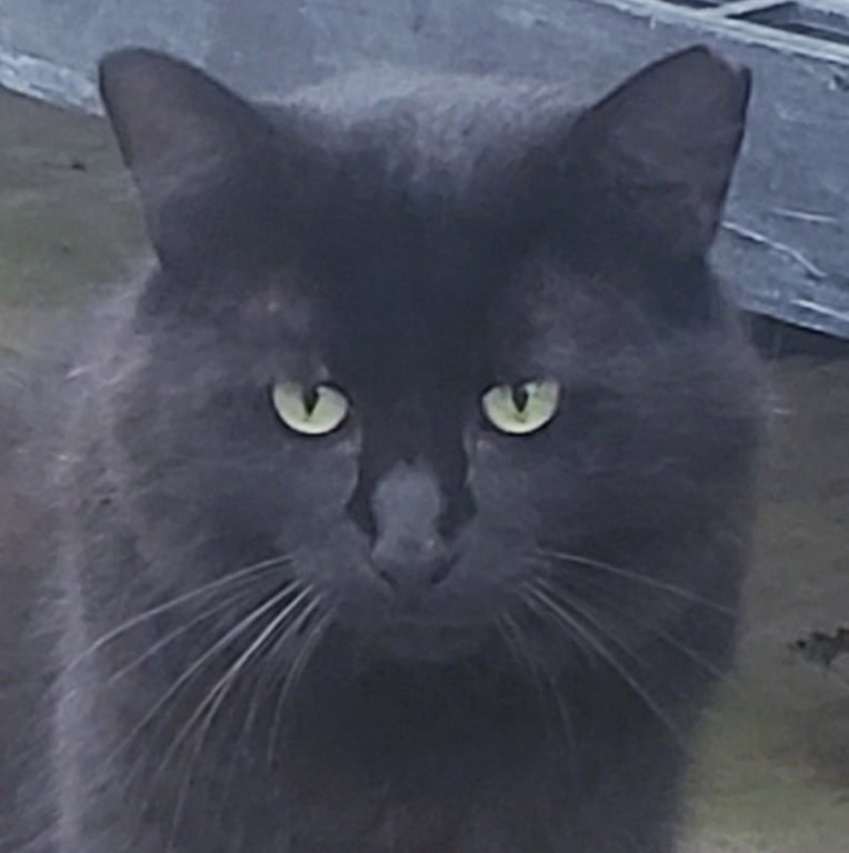 Thomas Image