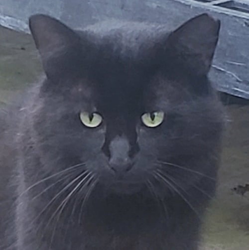 THOMAS - Domestic Medium Hair / Maine Coon available for adoption