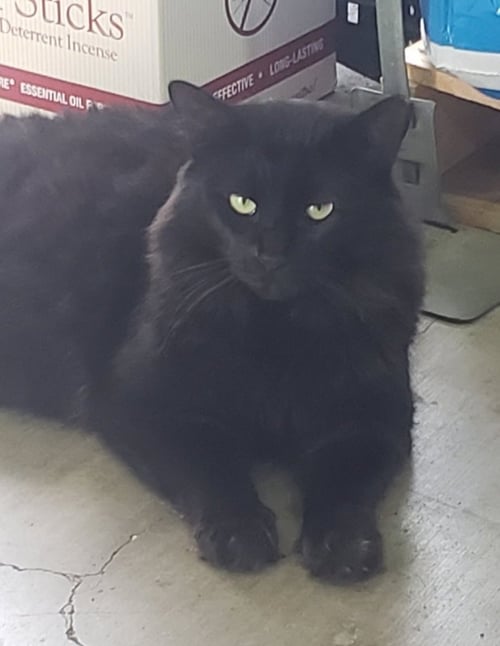 THOMAS - Domestic Medium Hair / Maine Coon available for adoption