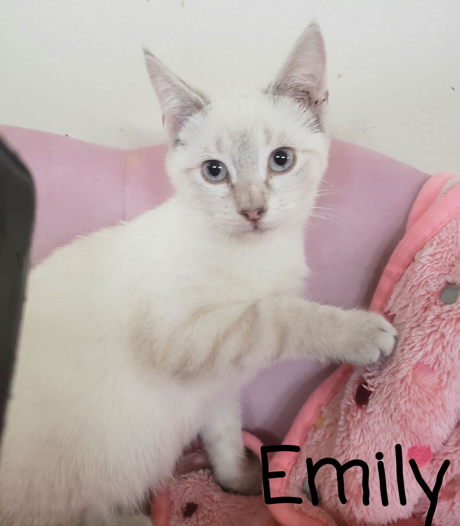EMILY - Siamese available for adoption