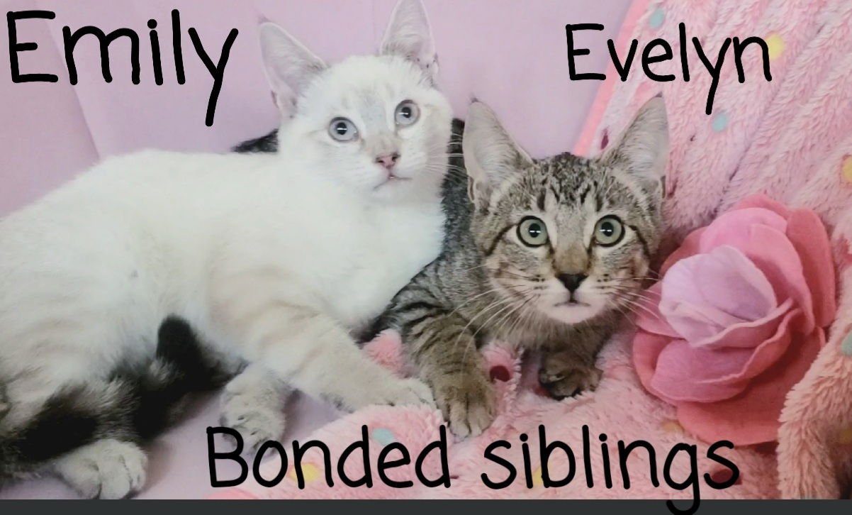 EMILY - Siamese available for adoption