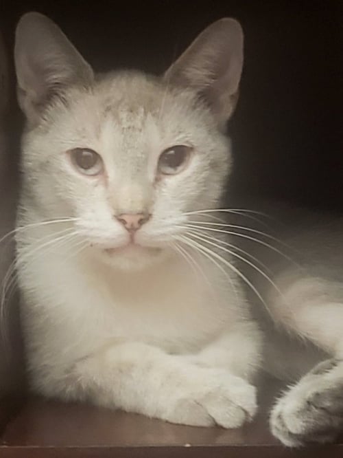 EMILY - Siamese available for adoption