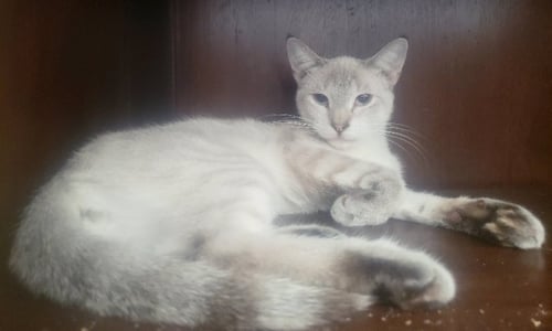EMILY - Siamese available for adoption