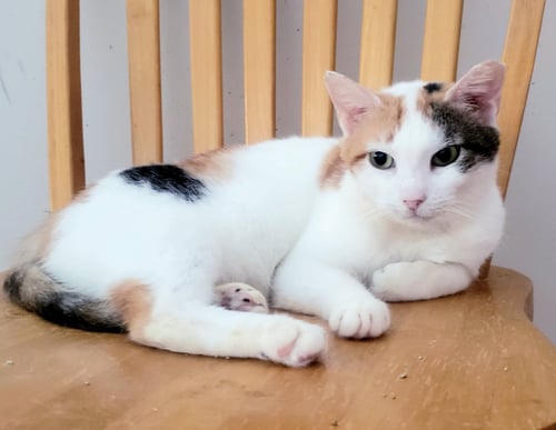 JULIETA - Domestic Short Hair available for adoption
