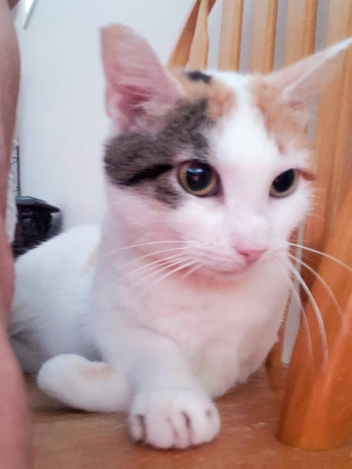 JULIETA - Domestic Short Hair for adoption in Houston