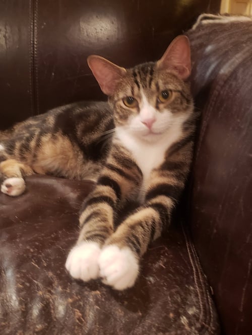 WILLIE - Domestic Short Hair available for adoption