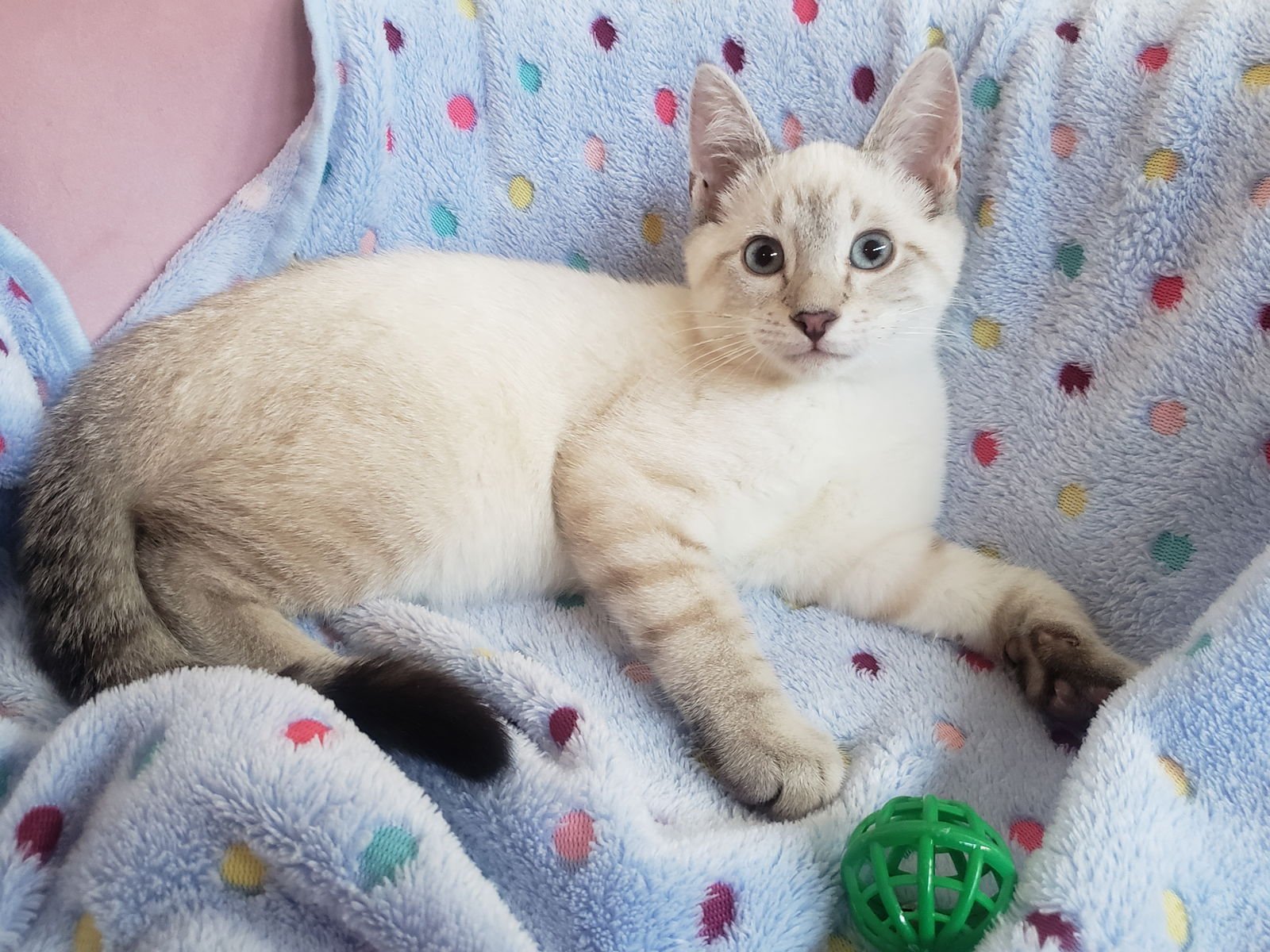 ELIJAH - Siamese available for adoption
