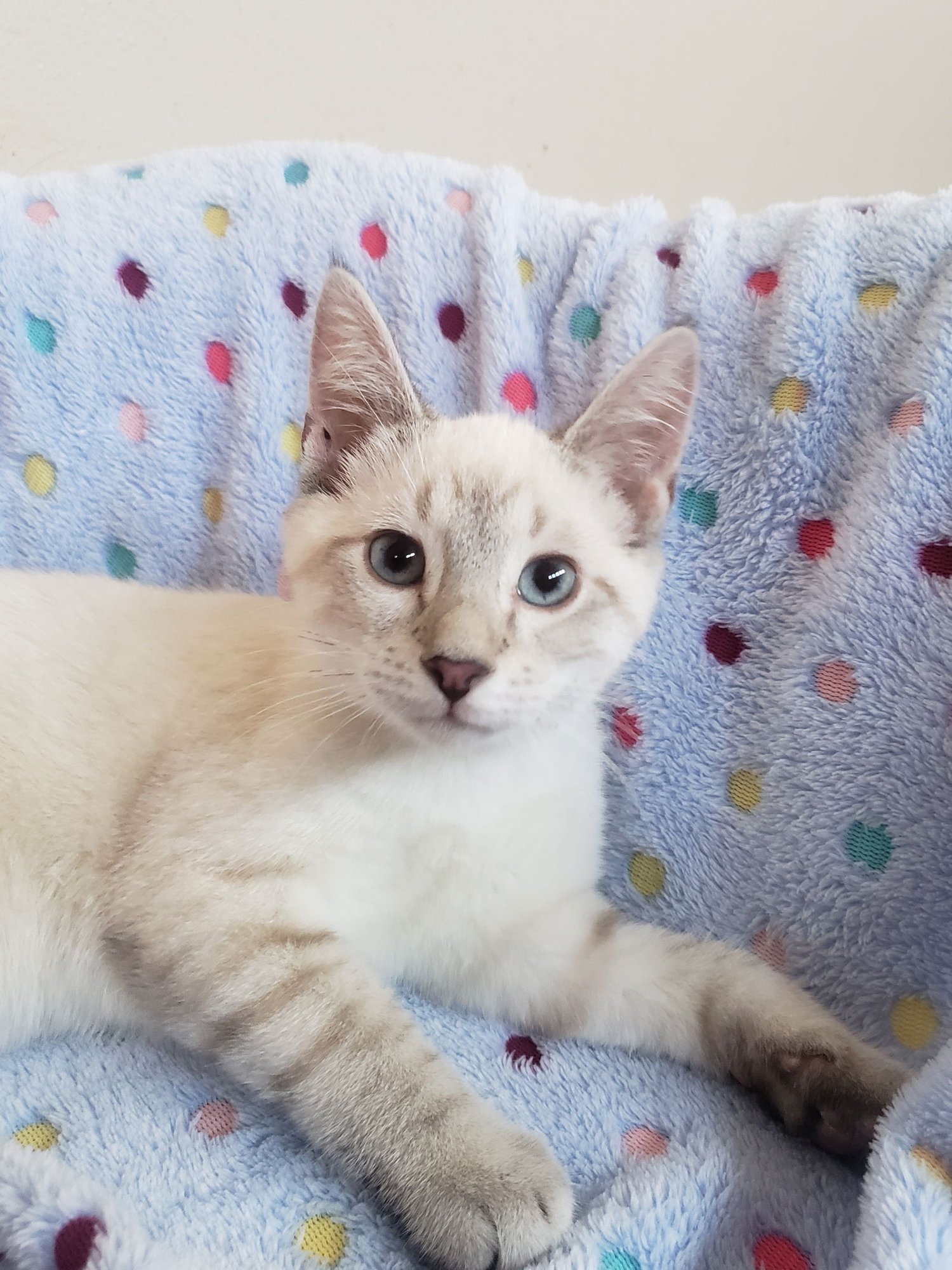 ELIJAH - Siamese available for adoption