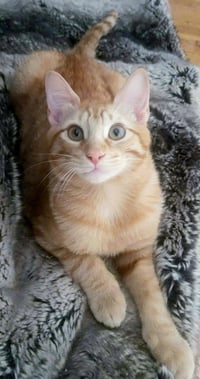 Ginger boy #the-sweetest - Photo 5