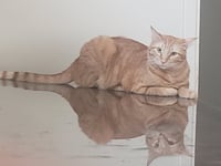 Ginger boy #the-sweetest - Photo 9