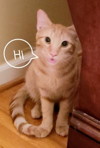Ginger boy #the-sweetest - Photo 8