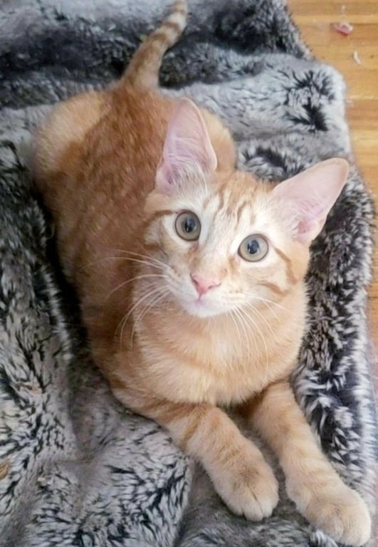 Ginger boy #the-sweetest Image
