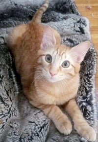 Ginger boy #the-sweetest - Photo 1
