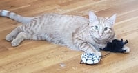 Ginger boy #the-sweetest - Photo 7