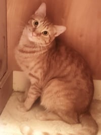 Ginger boy #the-sweetest - Photo 3