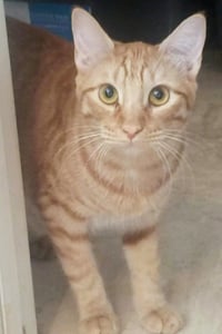 Ginger boy #the-sweetest - Photo 4